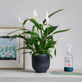 Peace Lily Potted House Plant and Plant Mister Bundle